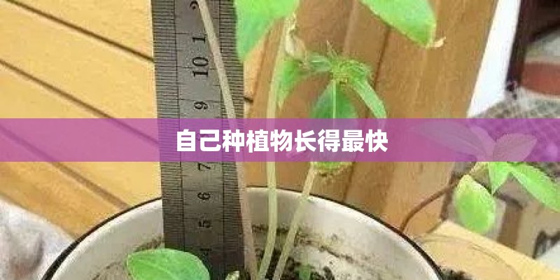 自己种植物长得最快