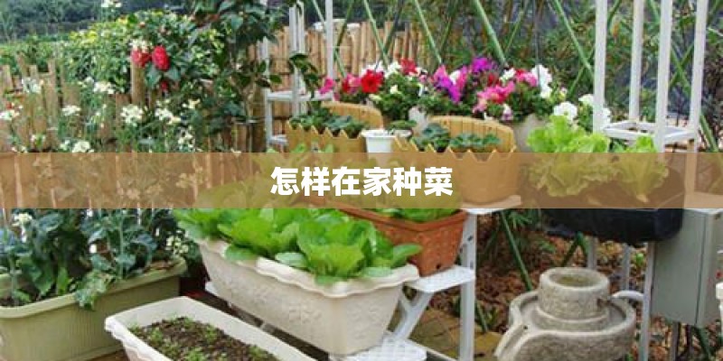 怎样在家种菜