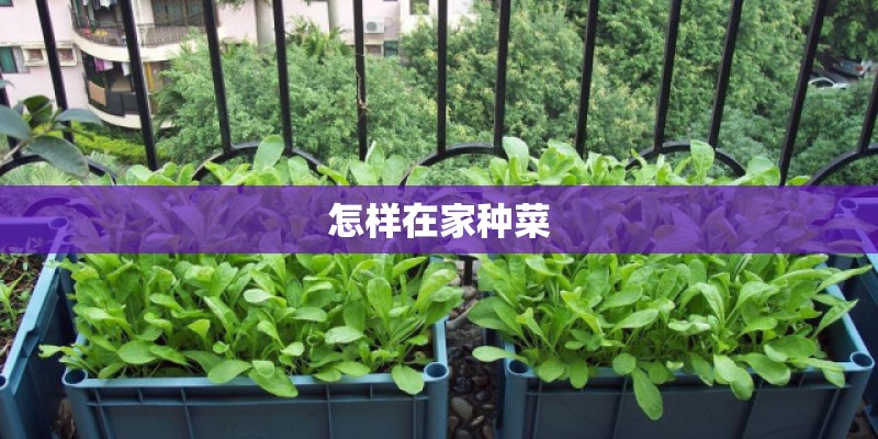 怎样在家种菜