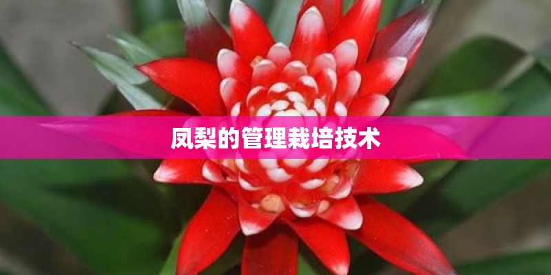 凤梨的管理栽培技术
