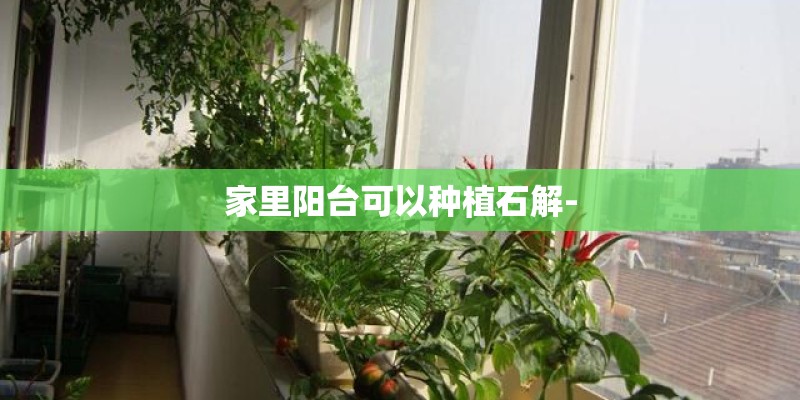 家里阳台可以种植石解-