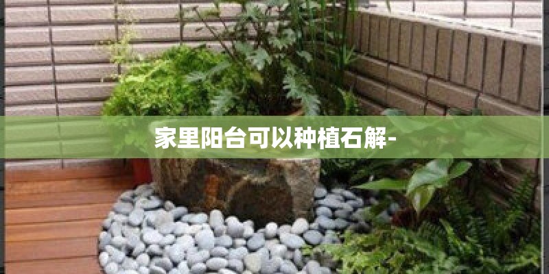 家里阳台可以种植石解-