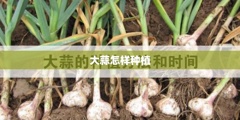 大蒜怎样种植