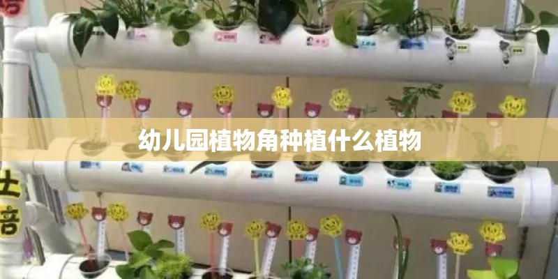 幼儿园植物角种植什么植物