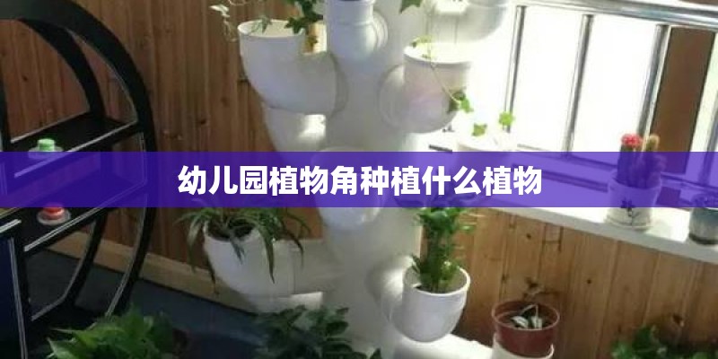 幼儿园植物角种植什么植物