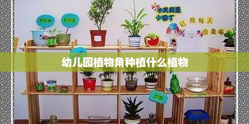 幼儿园植物角种植什么植物