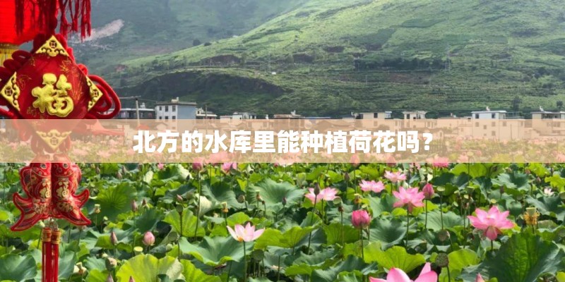 北方的水库里能种植荷花吗？