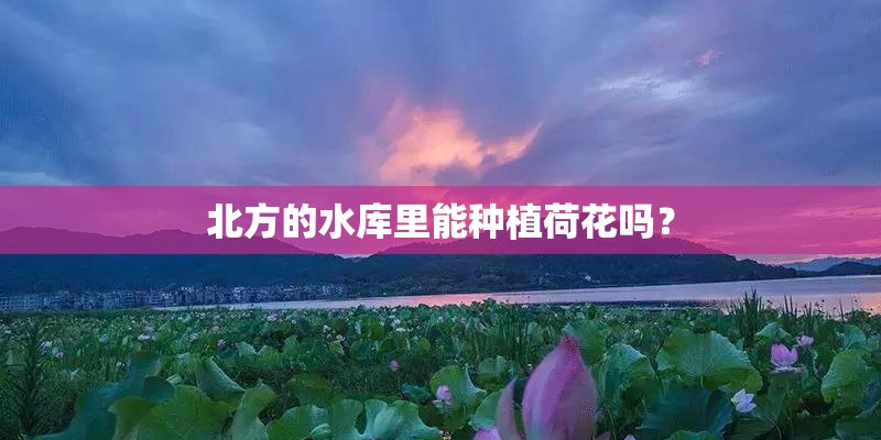 北方的水库里能种植荷花吗？