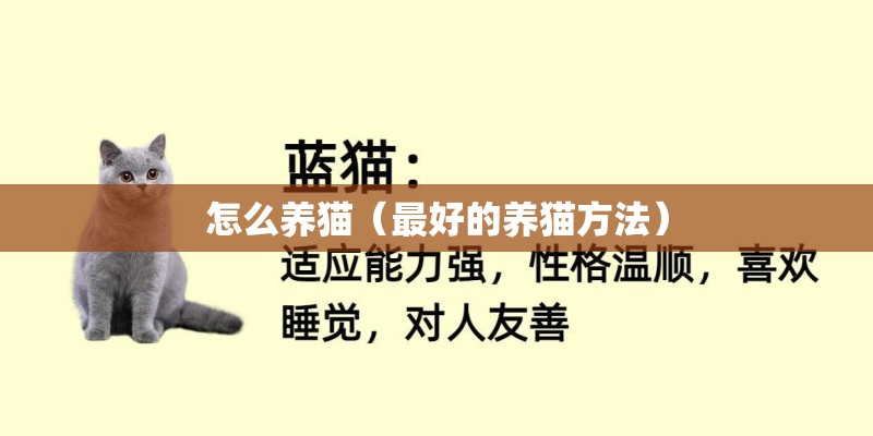怎么养猫（最好的养猫方法）