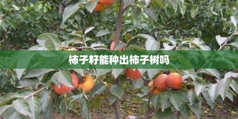 柿子籽能种出柿子树吗