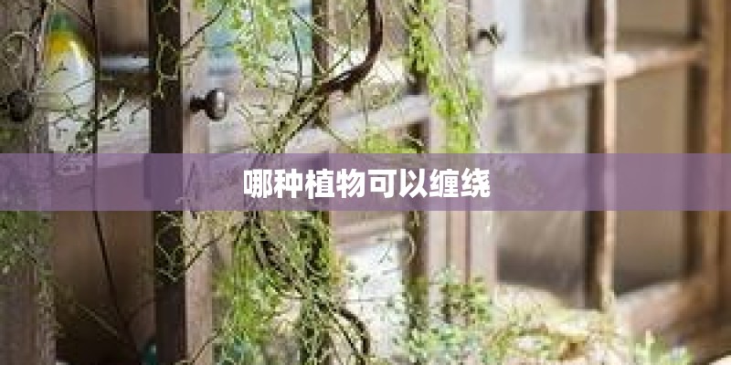 哪种植物可以缠绕