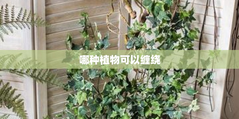 哪种植物可以缠绕