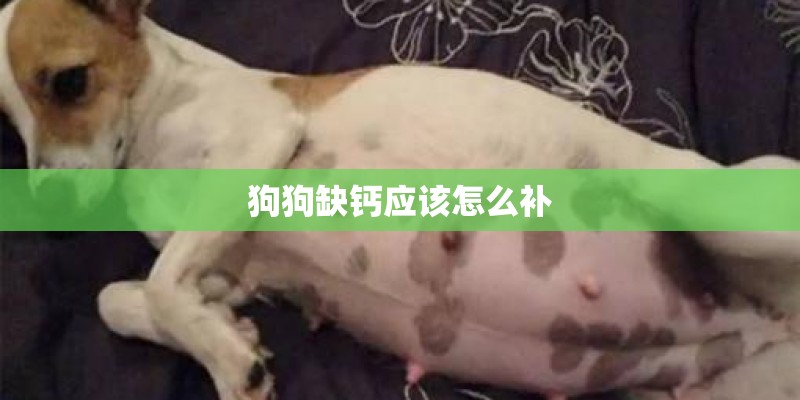 狗狗缺钙应该怎么补