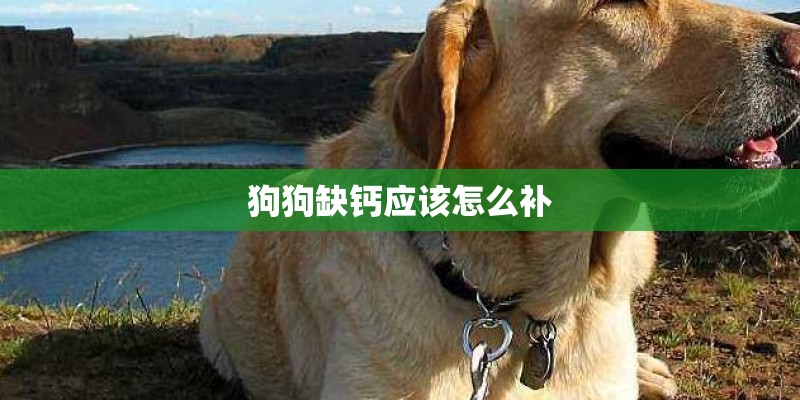 狗狗缺钙应该怎么补