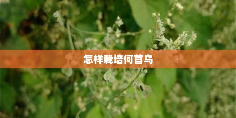 怎样栽培何首乌