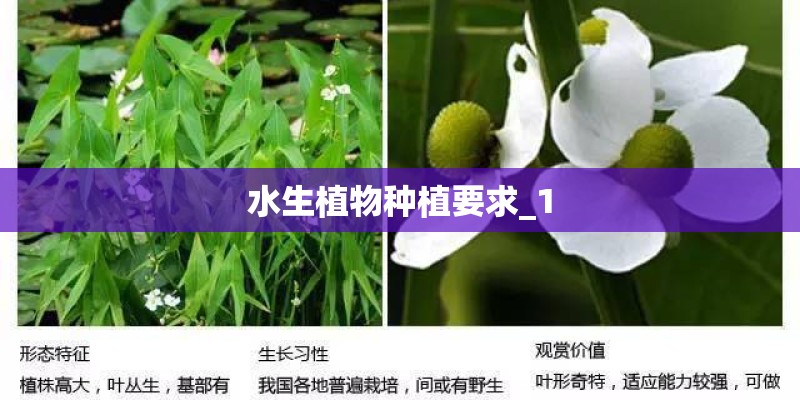水生植物种植要求_1