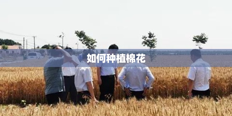 如何种植棉花