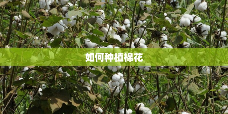 如何种植棉花