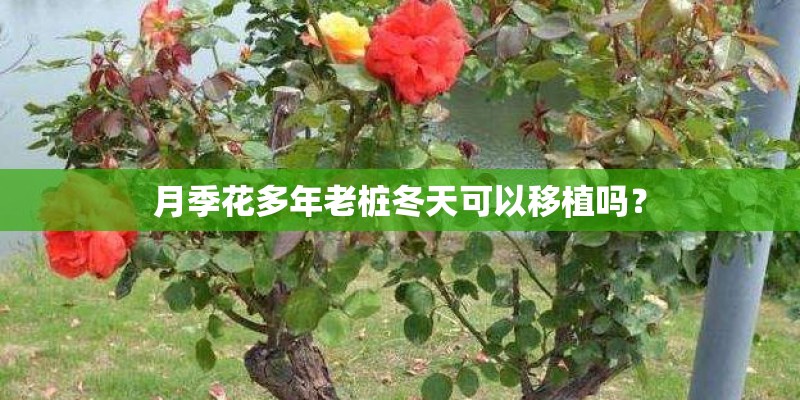 月季花多年老桩冬天可以移植吗？
