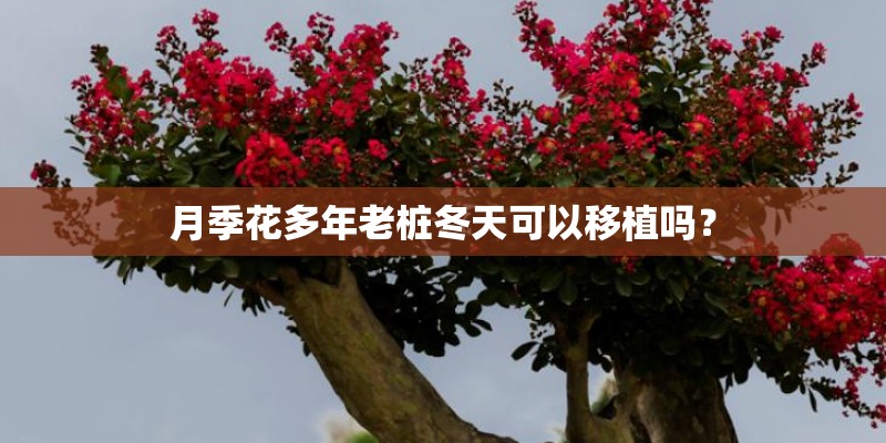 月季花多年老桩冬天可以移植吗？