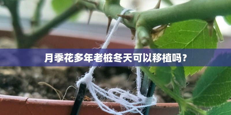 月季花多年老桩冬天可以移植吗？