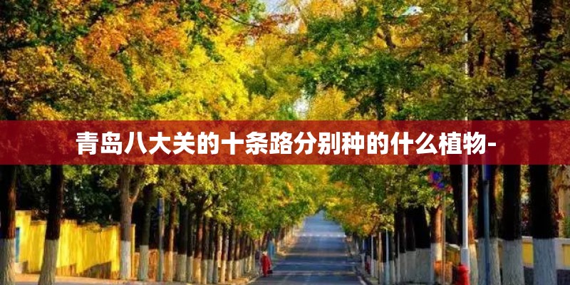 青岛八大关的十条路分别种的什么植物-
