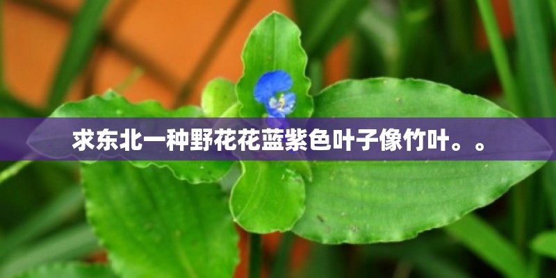 求东北一种野花花蓝紫色叶子像竹叶。。