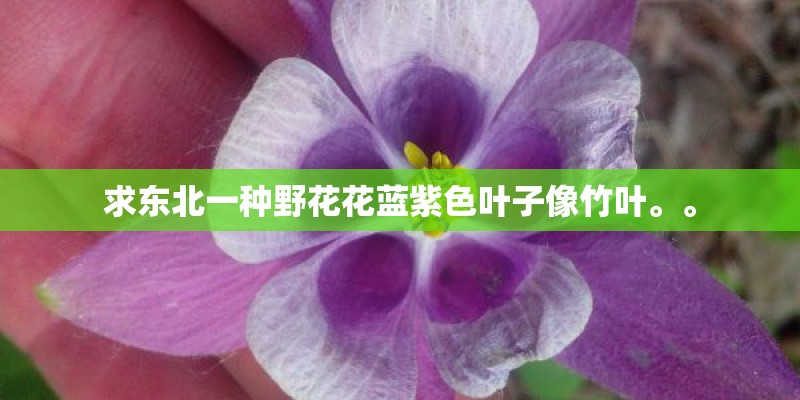 求东北一种野花花蓝紫色叶子像竹叶。。 求东北一种野花花蓝紫色叶子像竹叶。。