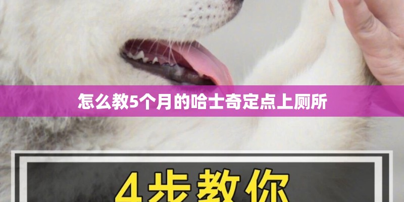 怎么教5个月的哈士奇定点上厕所