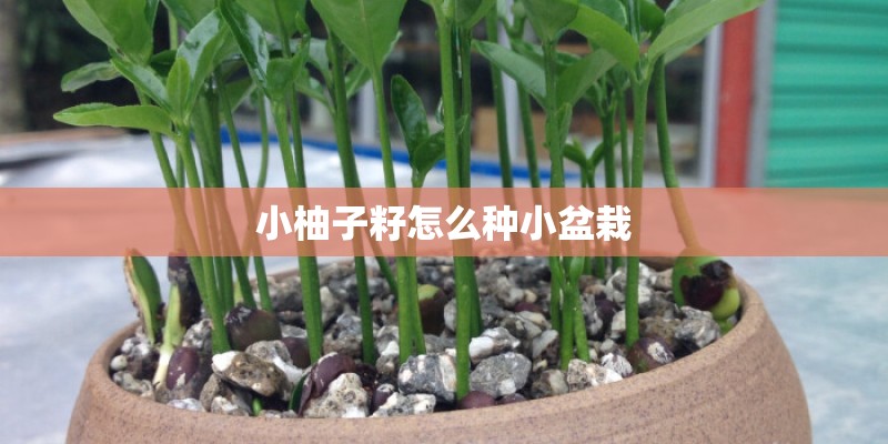 小柚子籽怎么种小盆栽