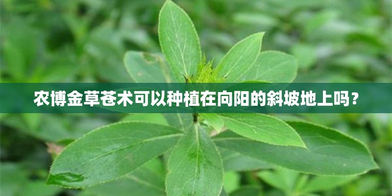 农博金草苍术可以种植在向阳的斜坡地上吗？