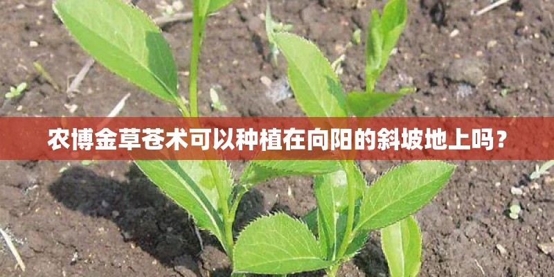 农博金草苍术可以种植在向阳的斜坡地上吗？
