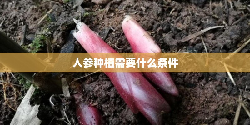 人参种植需要什么条件