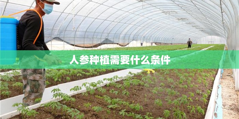 人参种植需要什么条件
