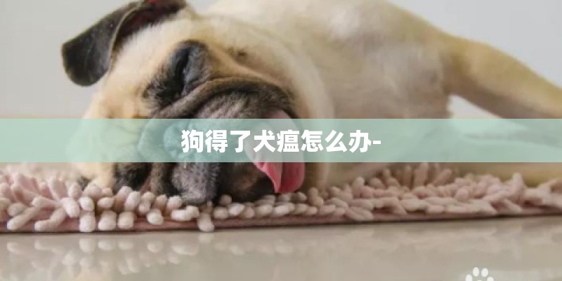 狗得了犬瘟怎么办-