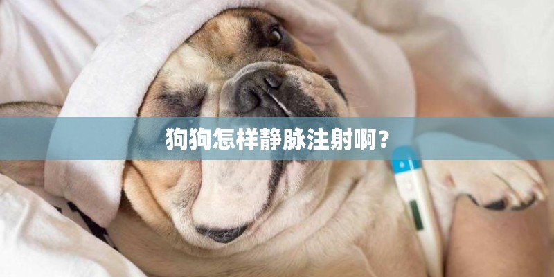 狗狗怎样静脉注射啊？