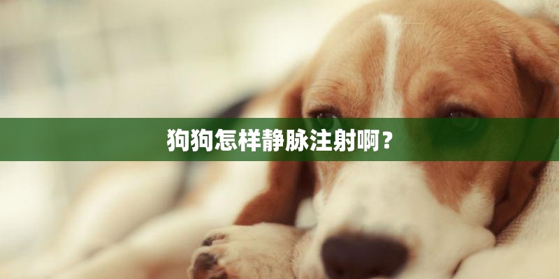 狗狗怎样静脉注射啊？