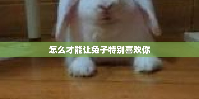 怎么才能让兔子特别喜欢你