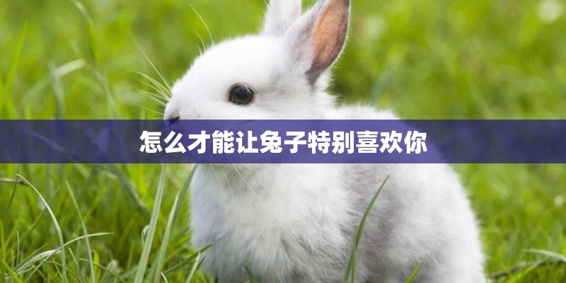 怎么才能让兔子特别喜欢你