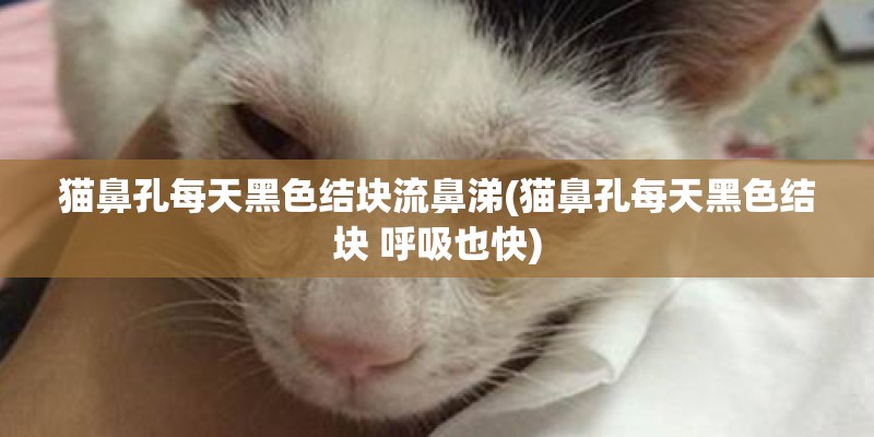 猫鼻孔每天黑色结块流鼻涕(猫鼻孔每天黑色结块 呼吸也快)