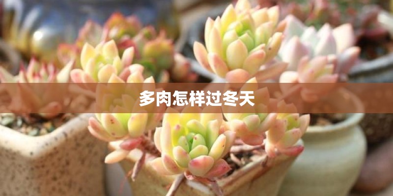 多肉怎样过冬天