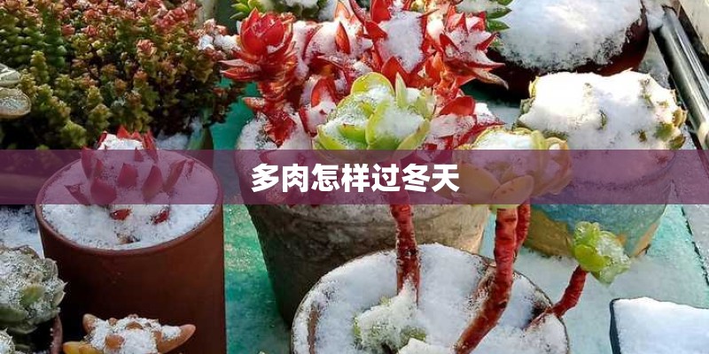 多肉怎样过冬天 多肉怎样过冬天
