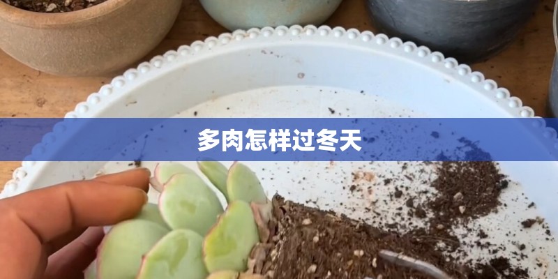 多肉怎样过冬天 多肉怎样过冬天