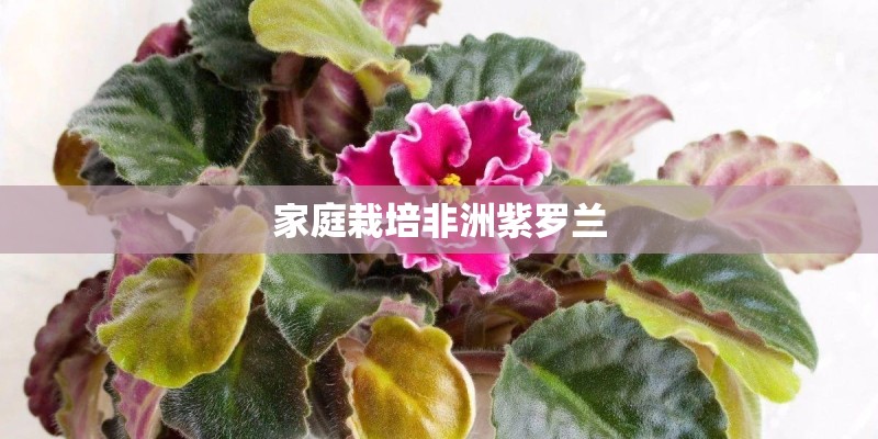 家庭栽培非洲紫罗兰