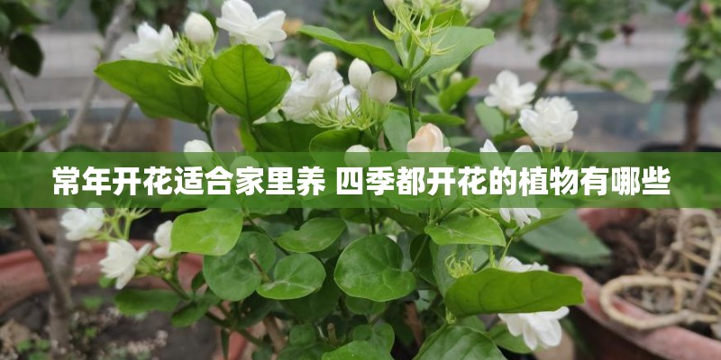 常年开花适合家里养 四季都开花的植物有哪些