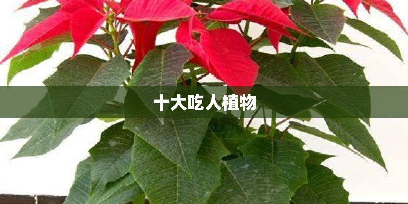 十大吃人植物