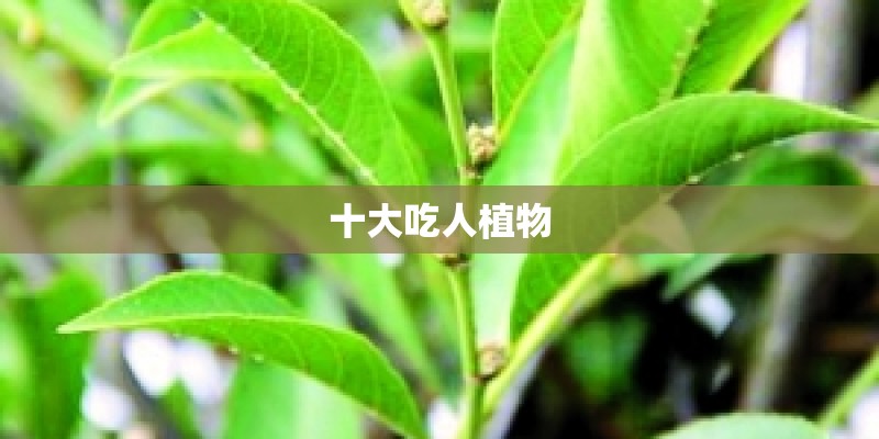 十大吃人植物