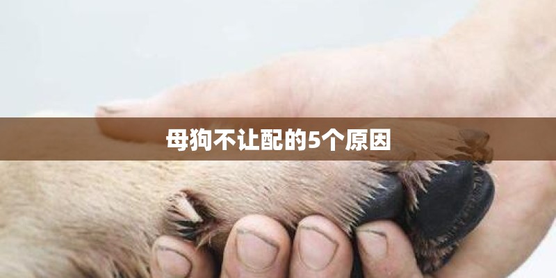 母狗不让配的5个原因