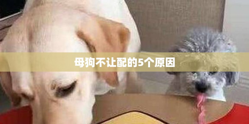 母狗不让配的5个原因