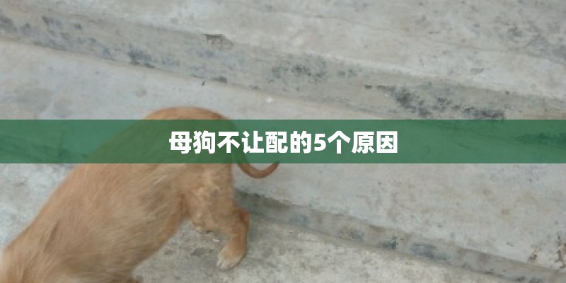 母狗不让配的5个原因